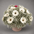 Gerbera Snowdrift