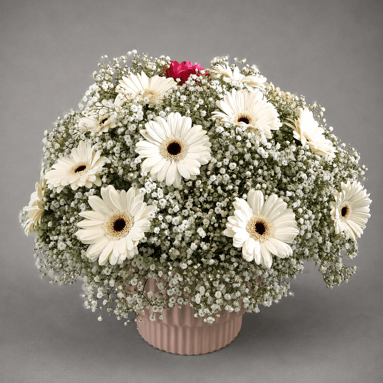 Gerbera Snowdrift