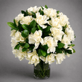 White Roses Dream