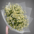 Grand Chamomile Daisy Bouquet – Frosted White Wrap
