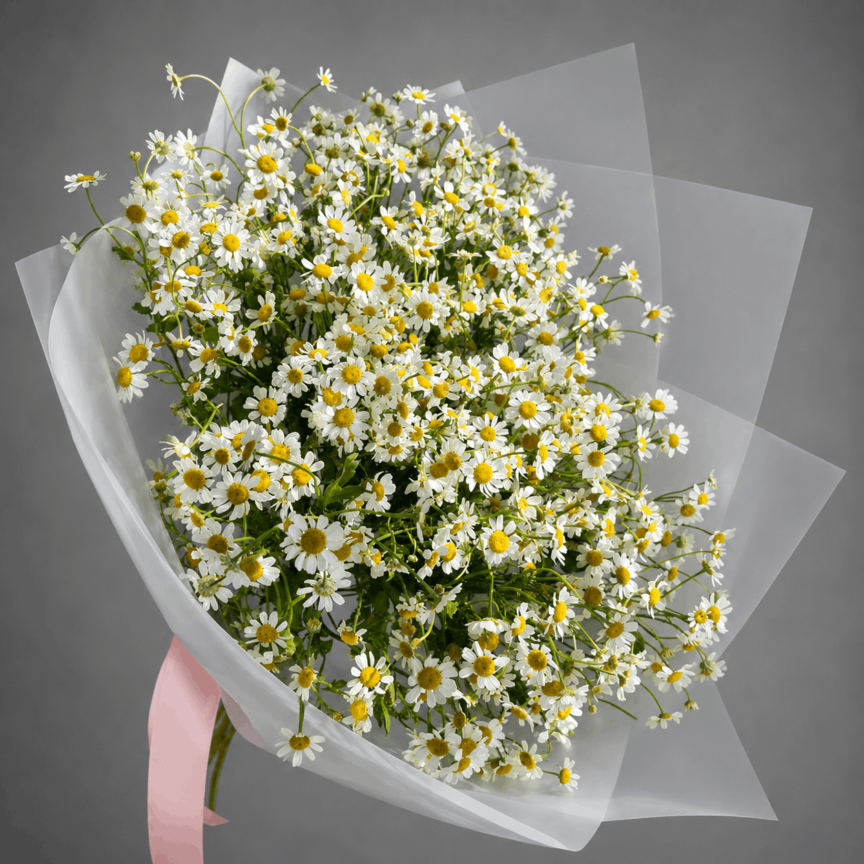Grand Chamomile Daisy Bouquet – Frosted White Wrap