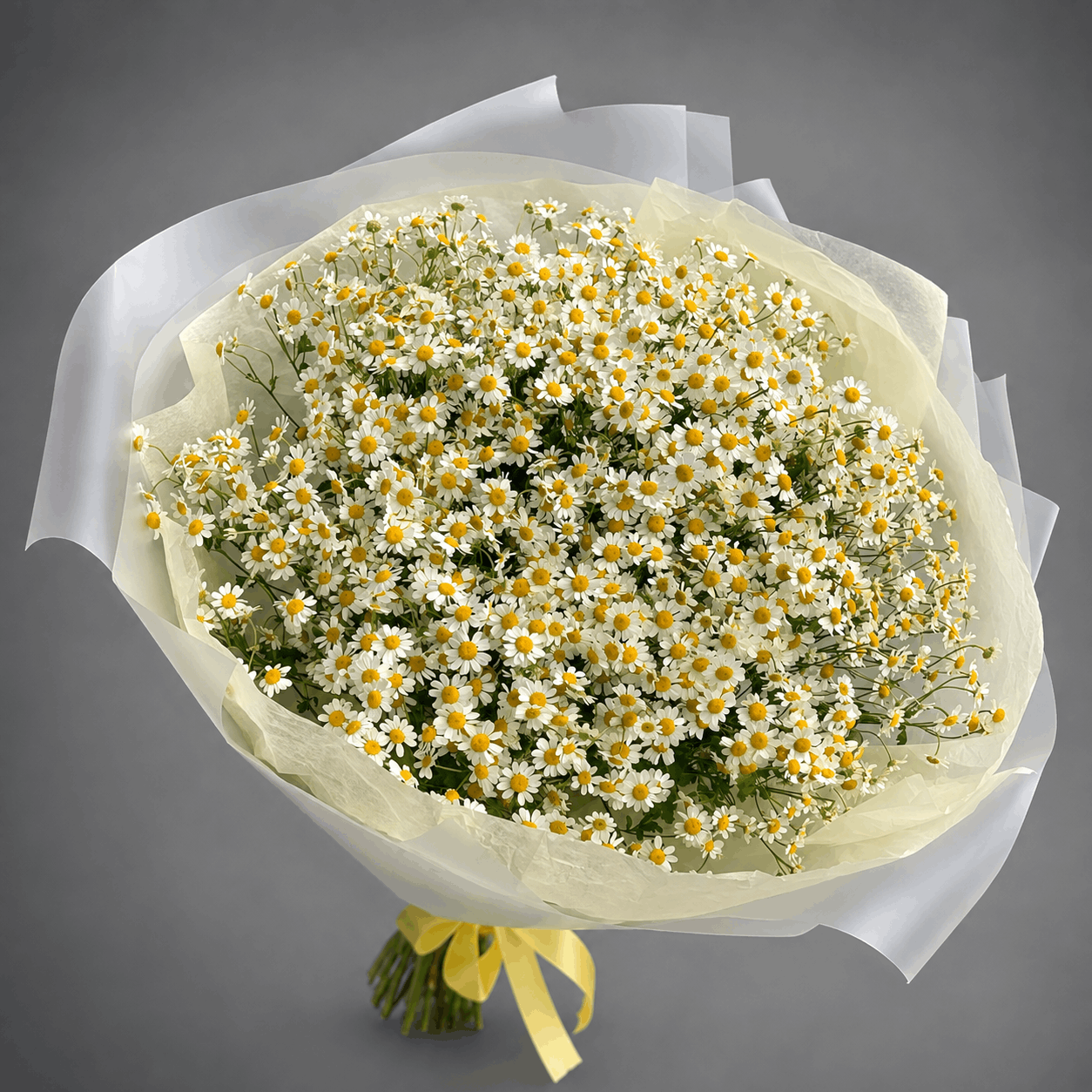 Dome Chamomile Daisy Bouquet – Cream & White Wrap
