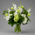 White & Green Hydrangea Garden Arrangement