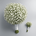 Gypsophila Cloud Duo