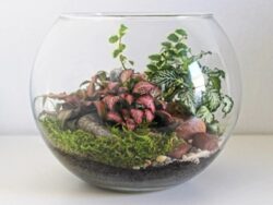 Minature forest terrarium