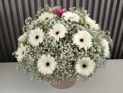 Gentle Whites: Gerberas & Gypsophila