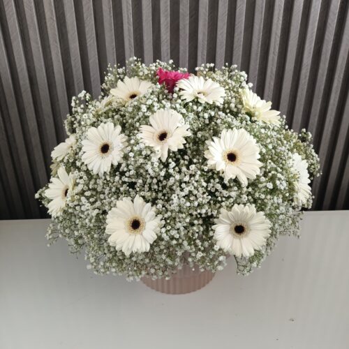 Gentle Whites: Gerberas & Gypsophila
